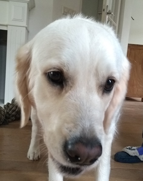 Een rustige en ontspannen hond met hondenmassage