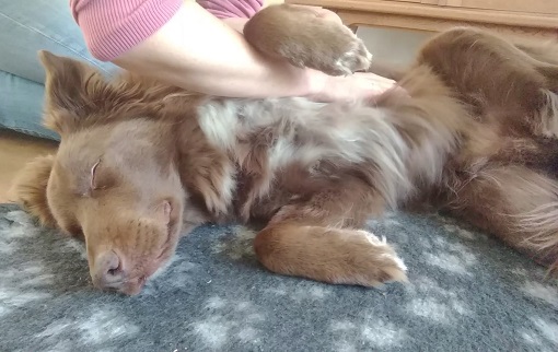 Een hond die lekker in zijn vel zit door massage