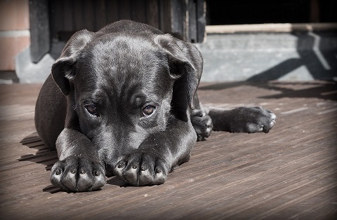 Eerste Hulp Bij Onzekerheid om een onzekere hond meer zelfvertrouwen te geven