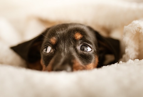 Vuurwerk stress bij de hond