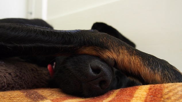 Het bewust aanraken en masseren van de hond geeft veel informatie over hoe de hond zich voelt