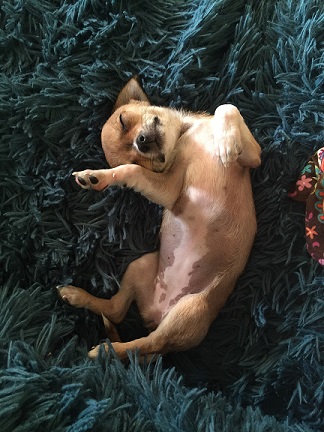 Lichaamsgerichte massage als ondersteuning bij lichamelijke klachten en problemen van de hond
