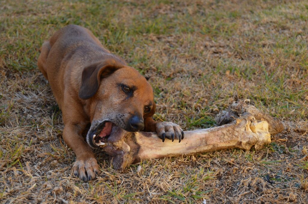 Kluiven zorgt ervoor dat de hond spanning kan afvloeien