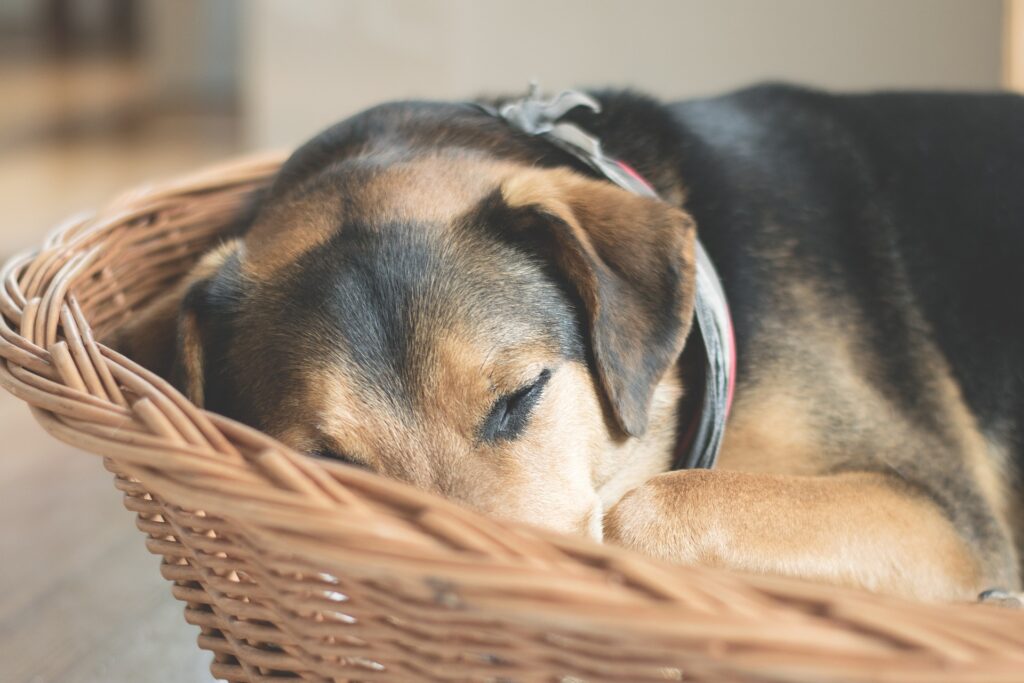 Een rustige plek voor de hond om ongestoord te slapen voor een rustige en ontspannen hond