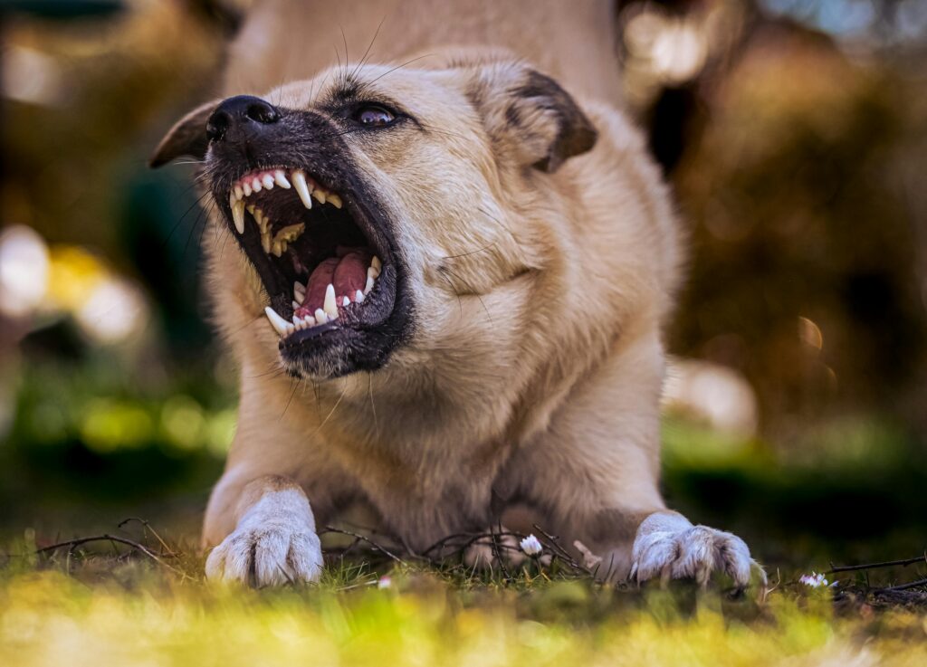 Opwinding bij de hond kan tot agressief gedrag leiden