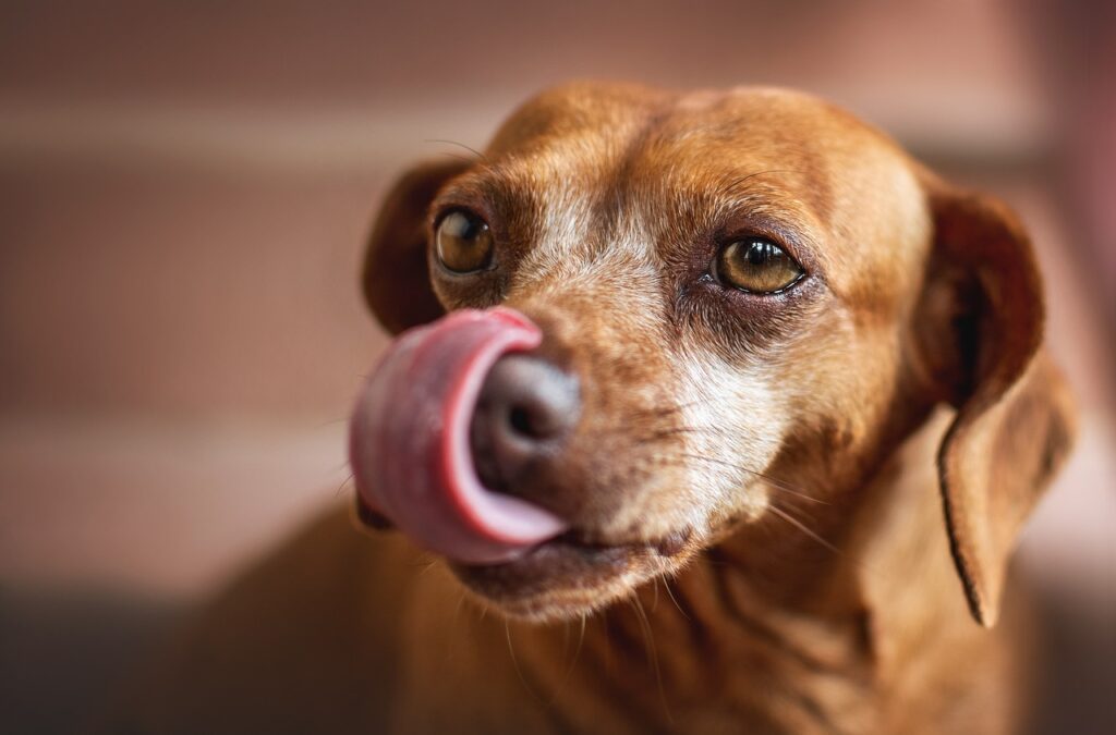 Met tongel laat deze hond zien dat hij zich oncomfortabel voelt. Een signaal dat als het genegeerd wordt kan leiden tot uitvallen naar andere honden.