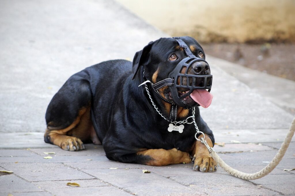Deze hond draagt een slipketting en een muilkorf. Hij is niet agressief, maar juist heel angstig waardoor hij uitvalt naar andere honden.