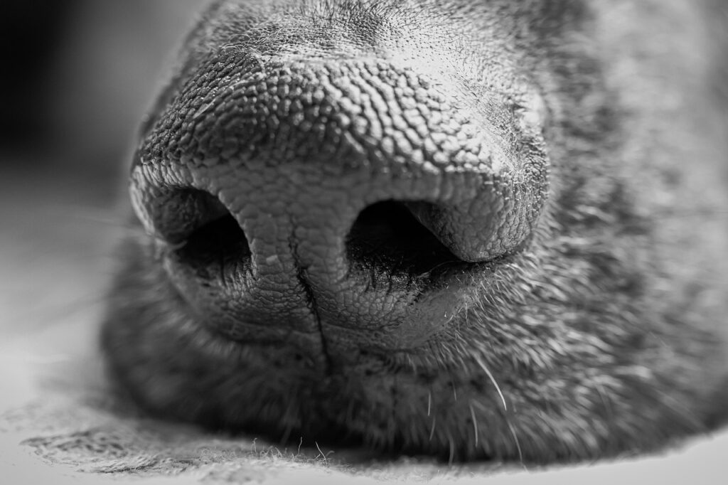 de fascinerende neus van een hond - hoe belangrijk is de neus voor een hond