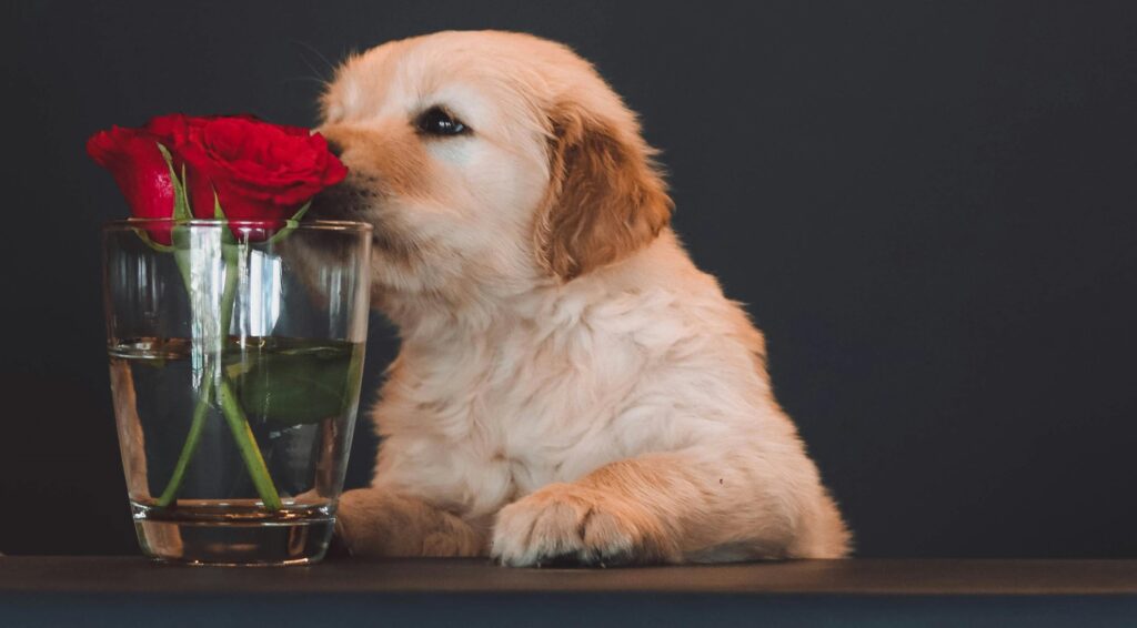 Omgeving te leren kennen door pup