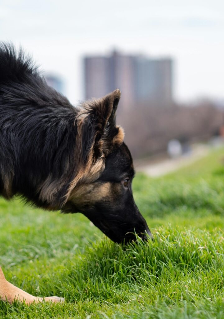 Snuffelen tijdens het wandelen