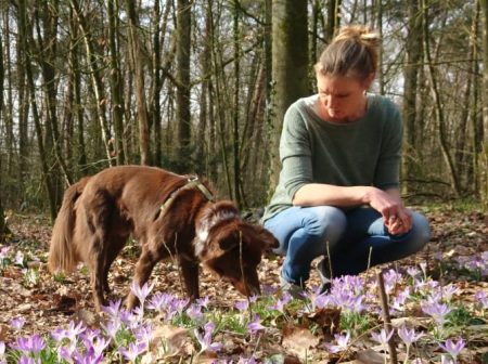 Een rustige en ontspannen hond Een rustige en ontspannen hond